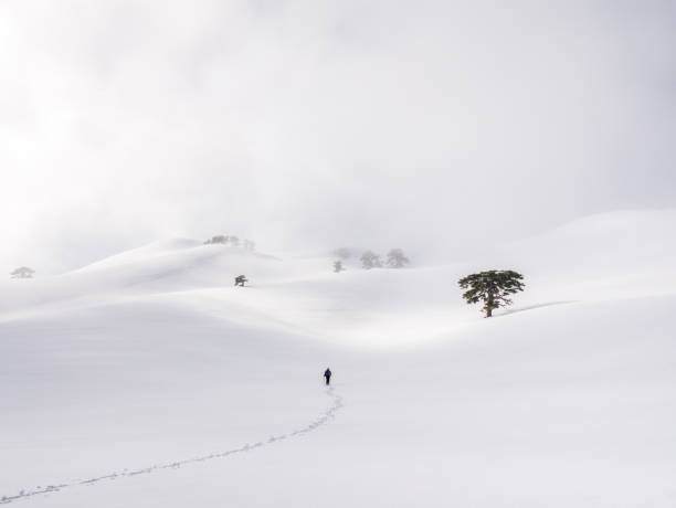 Climber, Forest, Achievement, Snow, Backpack