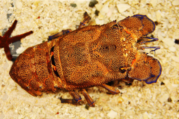 A specimen of the great Mediterranean crustacean, Scyllarides latus, known as Magnosa or Great Sea Cicada