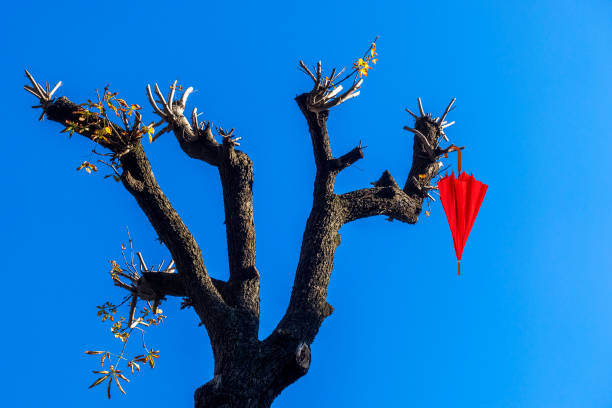 Red umbrella hanging on pruned tree branch in Istanbul, Turkey.