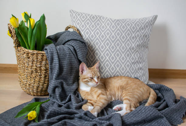 istock Cat Lying on the Gray Plaid Indoor, Cosiness, Relax, Spring Time 1133662967