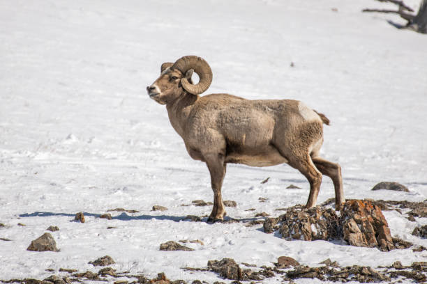 istock Bignorn ram on cliff in March snow in Yellowstone USA 1133663821
