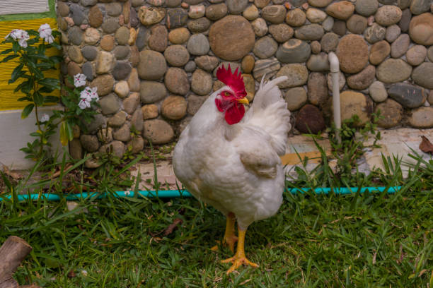 istock ROOSTER IN THE FARM 1133664491