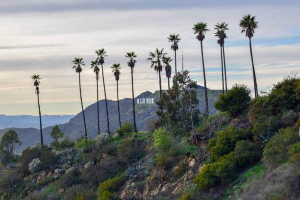 Hollywood Sign seen from Mount Hollywood at Sunset Photo of the famous landmark Hollywood Sign surrounded with palm trees seen from Mount Hollywood Trail in January 2019 on a cloudy day at sunset. griffith park photos stock pictures, royalty-free photos & images