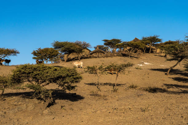 krajobraz na wyżynach lalibela, etiopia - ethiopian highlands zdjęcia i obrazy z banku zdjęć