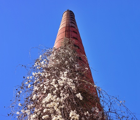 Chimney with flowers around in fron of the blue sky