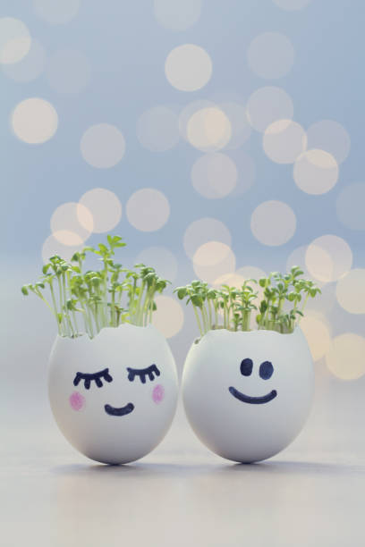 Two eggshells smiley faces with cress sprouts. Easter eggshell planters Two eggshells smiley faces with cress sprouts. Easter eggshell planters cress stock pictures, royalty-free photos & images