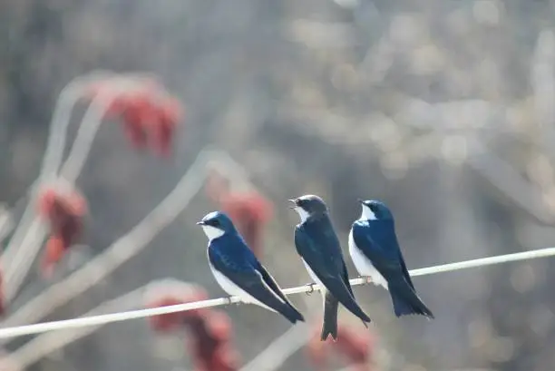3 swallows perched on a clothesline