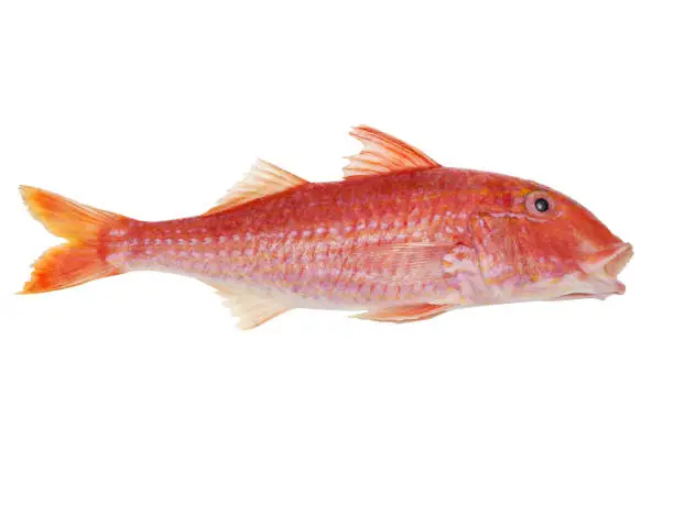 Fresh red mullet fish ( Mullus barbatus) isolated on a white background with clipping paths