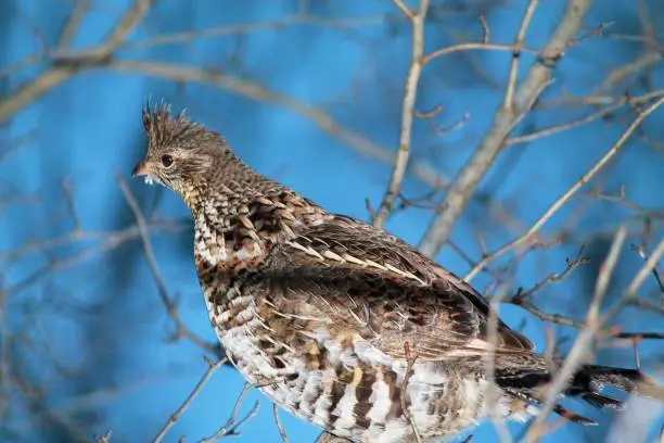 Ruffed grouse perched in a tree in winter