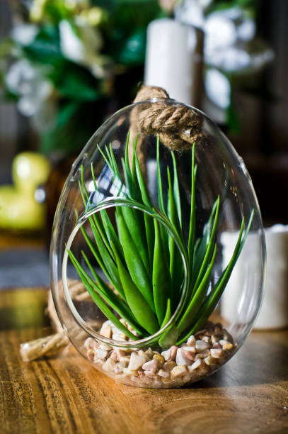 istock Succulent in a glass pot, home plant cactus. Design, interior, minimalism. Side view. 1133668637
