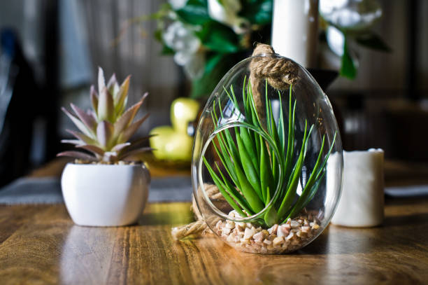 istock Succulent in a glass pot, home plant cactus. Design, interior, minimalism. Side view. 1133668642