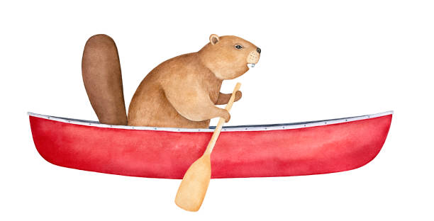 ilustrações de stock, clip art, desenhos animados e ícones de brown beaver character in blank red canoe, rowing with wood paddle. side view. symbol of ingenuity, diligence, perseverance. handdrawn watercolour painting, cutout clipart element for creative design. - rowboat river lake nautical vessel