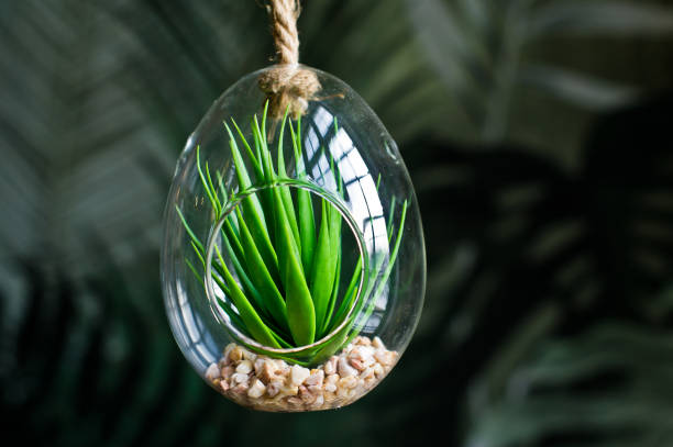 istock Cactus in a glass pot, home plant succulent. Side view. 1133669340