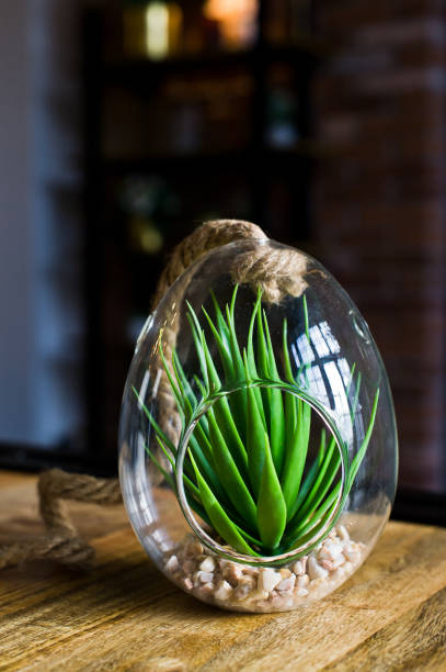 istock Cactus in a glass pot, home plant succulent. Side view. 1133669352