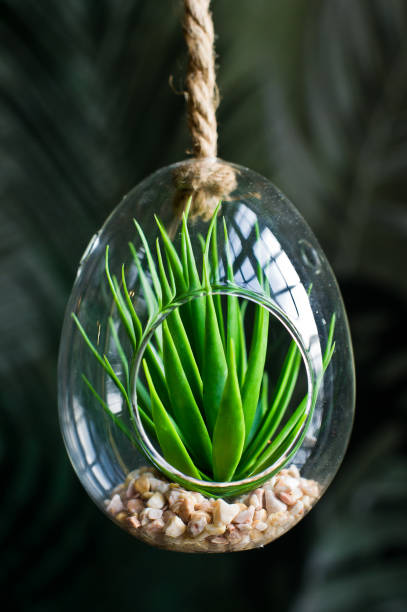 istock Cactus in a glass pot, home plant succulent. Side view. 1133669363
