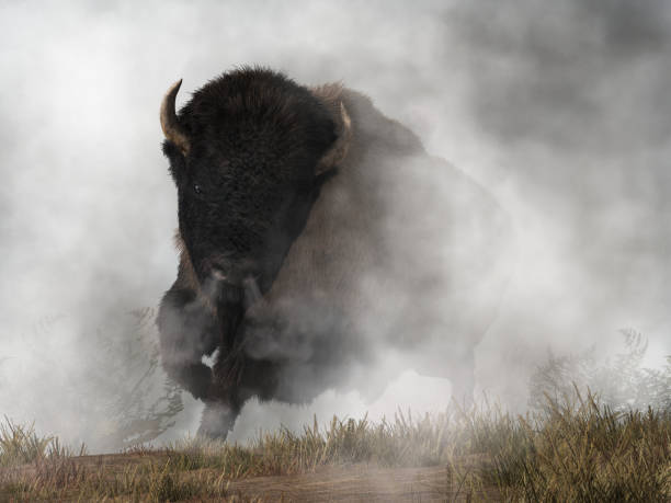 istock Buffalo in Fog 1133669562