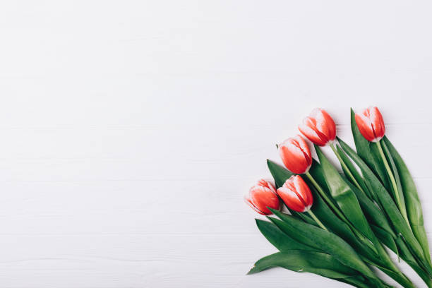 istock View from above bouquet of beautiful red tulips 1133671348
