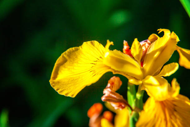 istock Flower bed with yellow irises and blurred bokeh background 1133673898