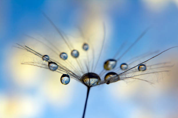 istock dandelion seed with drops of water against the sky 1133673955