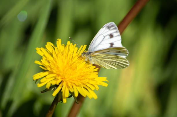 istock Green-veined White butterfly feeding from a dandelion 1133677803