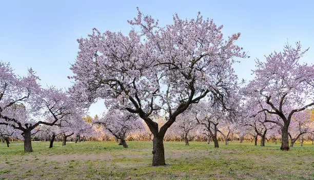 Photographs of almond trees in bloom in quinta de los Molinos park in MAdrid