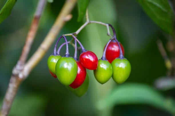 istock Woody Nightshade berries 1133678766