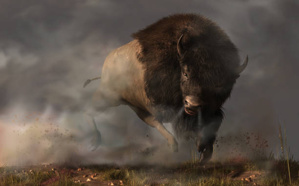 Charging Buffalo On a dark and foggy prairie in the American west, an enraged bison bull kicks up dust as it charges. Better get out of the way of this angry buffalo.  3D Rendering animals charging stock pictures, royalty-free photos & images