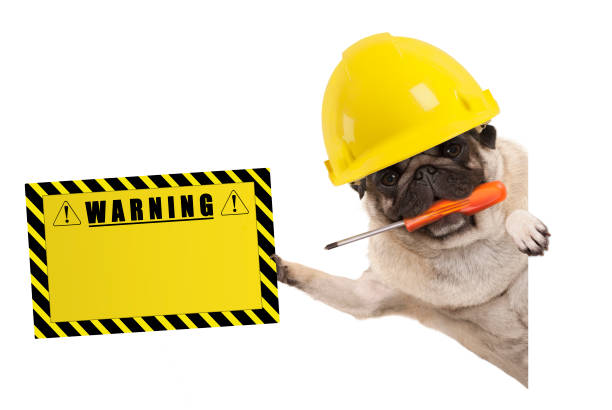 istock frolic construction worker pug dog with constructor helmet, holding orange screwdriver and yellow warning sign board 1133680155