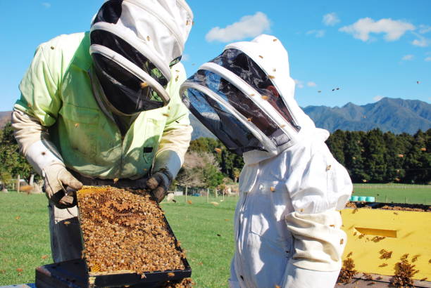 ハチについて学ぶ蜂のスーツの子供 - beehive rural scene bee outdoors ストックフォトと画像