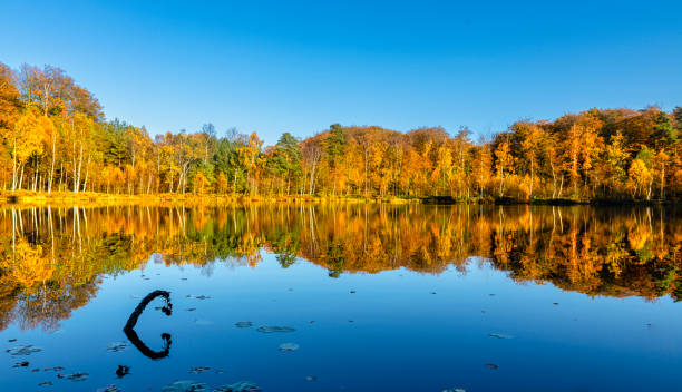 istock Autumn forest reflected in lake in Sweden 1133680375