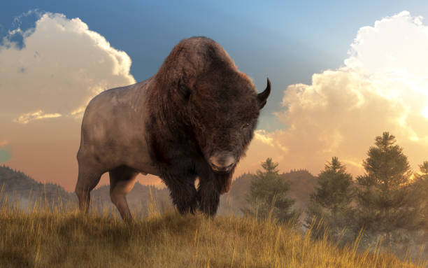istock Buffalo on a grassy hill 1133680397