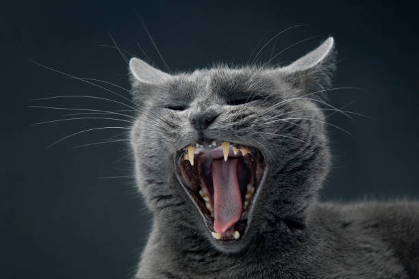 istock Studio portrait of a beautiful grey cat with a wide open mouth 1133681055
