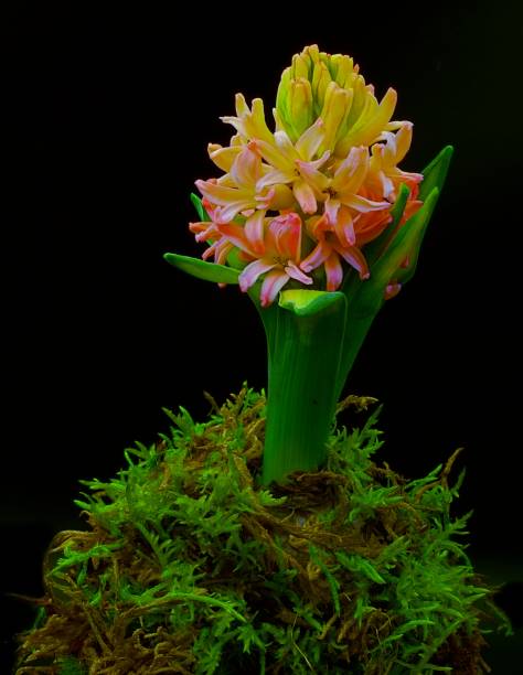 istock Hyacinth flower on black background. 1133681319