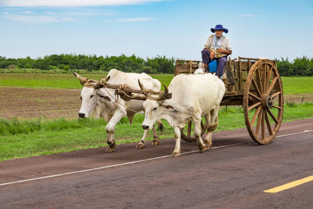 A local Paraguayan transports sugarcane with his ox cart. stock photo