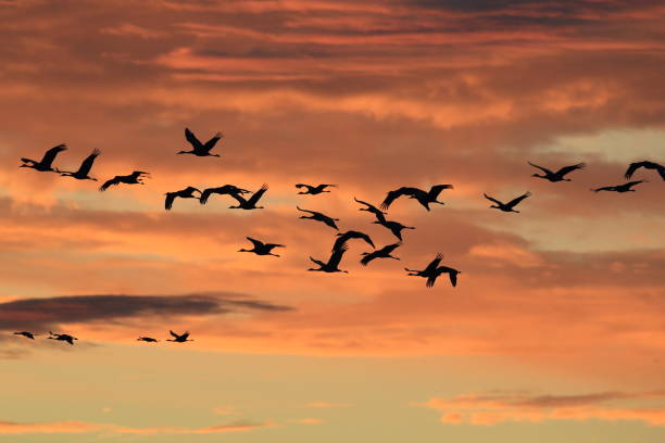 istock Sandhill Cranes Bosque del Apache Wildlife Reserve New Mexico USA 1133682017