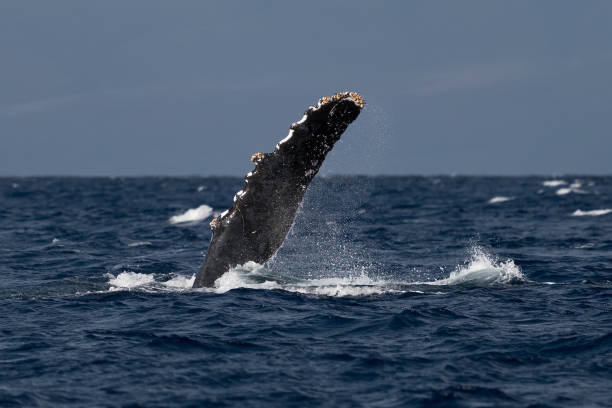 istock Humpback whale pectoral fin. 1133683007