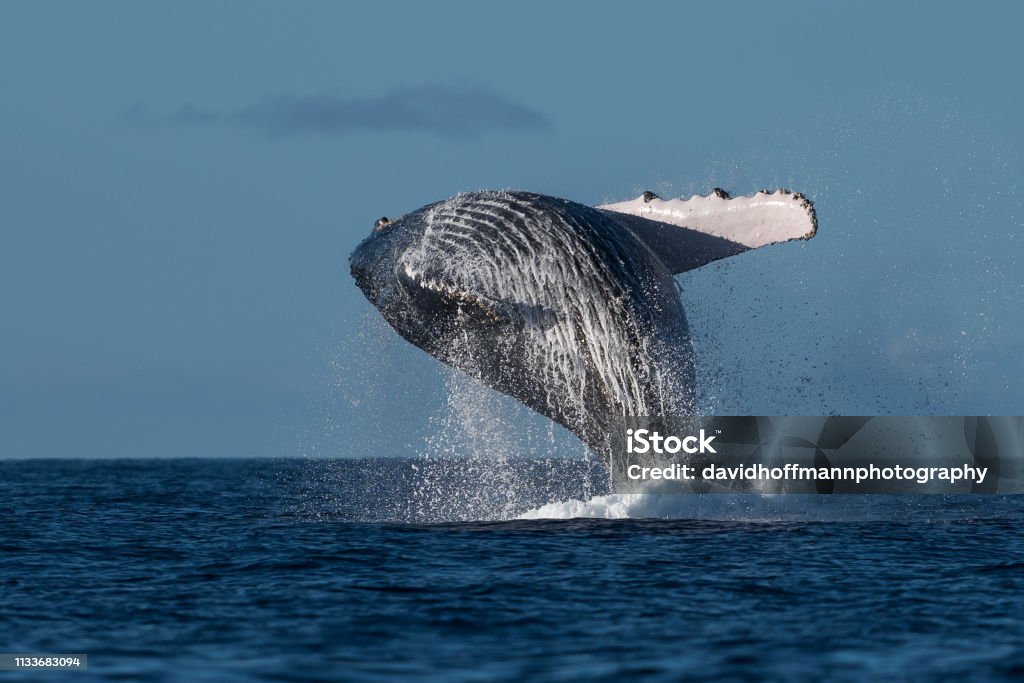 Humpback whale breaching. Humpback whale breaching. Hawaii, Maui, Lahaina, Winter Animal Wildlife Stock Photo