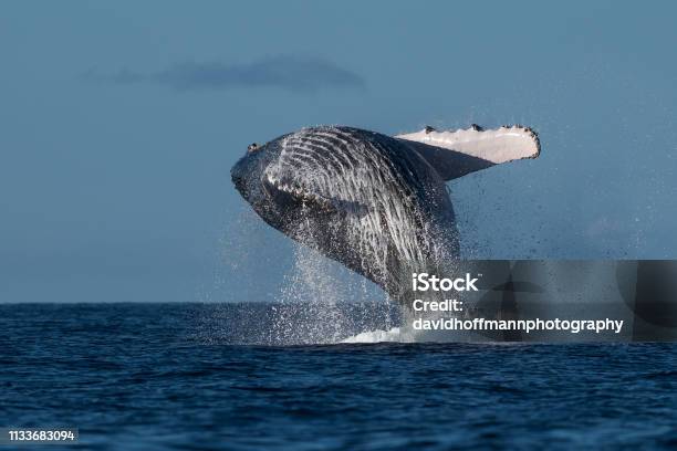 Humpback Whale Breaching Stock Photo - Download Image Now - Animal Wildlife, Animals Breaching, Hawaii Islands