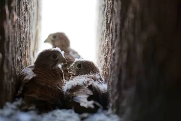 Photo of Common kestrel (Falco tinnunculus) fledglings