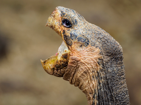 Portrait of Galápagos giant tortoise (Chelonoidis nigra) - the largest living species of tortoise, native to seven of the Galápagos Islands, a volcanic archipelago about 1000 km west of the Ecuadorian mainland. The image taken on Santa Cruz island.