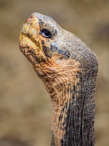 istock Head of Galapagos Giant Tortoise 1133685271