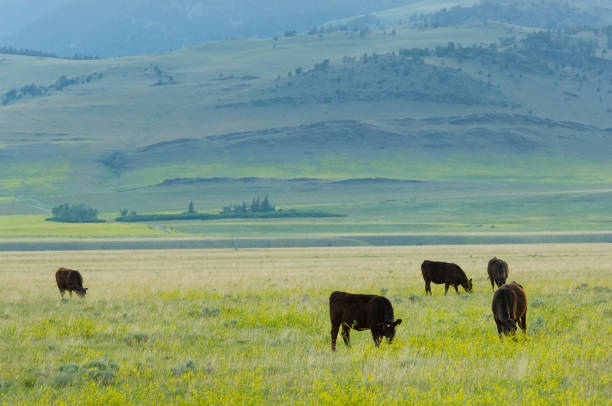 목초 사육 가축 - montana plain prairie mountain 뉴스 사진 이미지