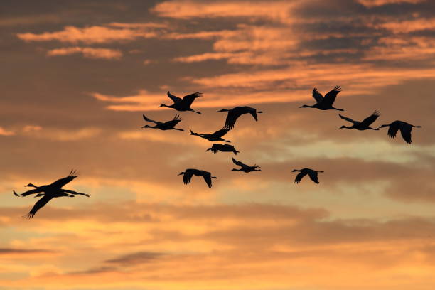 istock Sandhill Cranes Bosque del Apache Wildlife Reserve New Mexico USA 1133687032