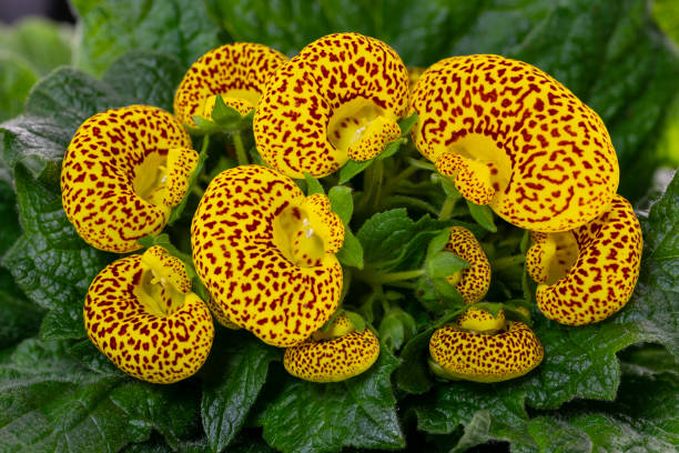 gelbe blume von calceolaria - pantoffelblumengewächse stock-fotos und bilder