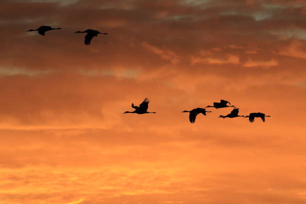 istock Sandhill Cranes Bosque del Apache Wildlife Reserve New Mexico USA 1133687102