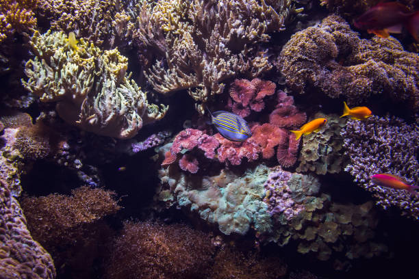 istock Colored tropical fish in the aquarium 1133687690