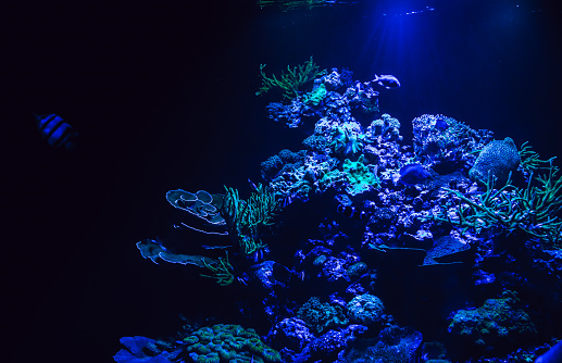 Corals and fish in saltwater aquarium. Observation of the underwater world. Animal and plants photo underwater