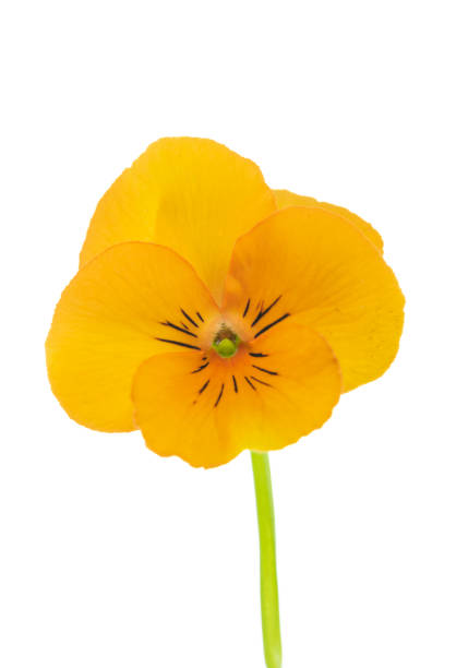 istock isolated yellow flower close up 1133687890