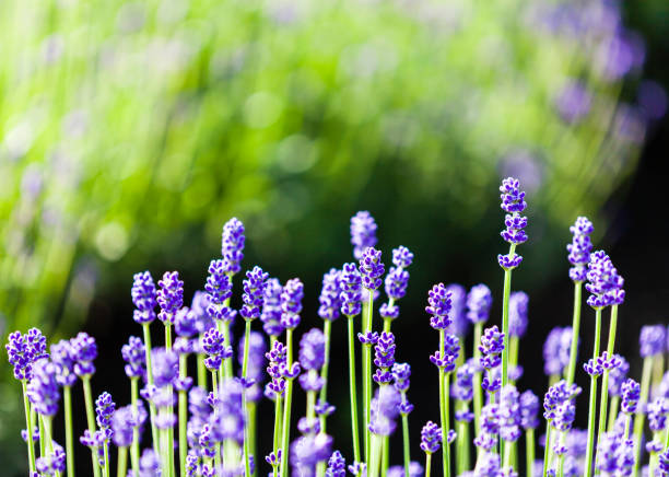 istock Lavender Flowers With Morning Sunlight 1133688008