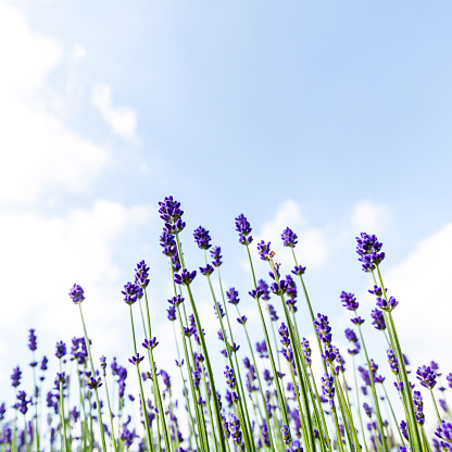 Lavender flowers against summer sky